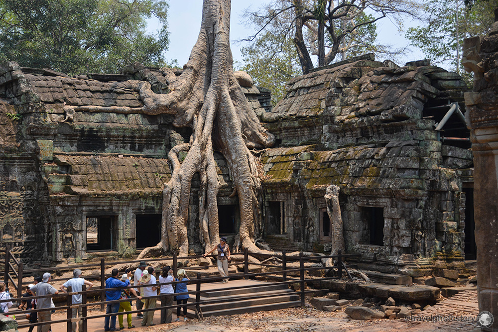angkor thom árbol