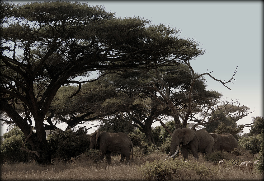 eléphants de safari