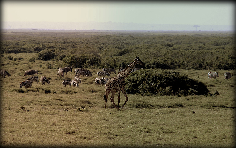 safari girafe