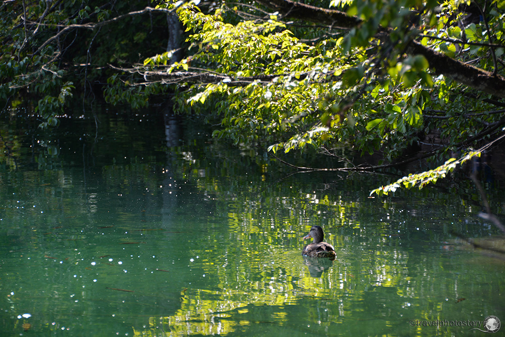 plitvice lakes duck