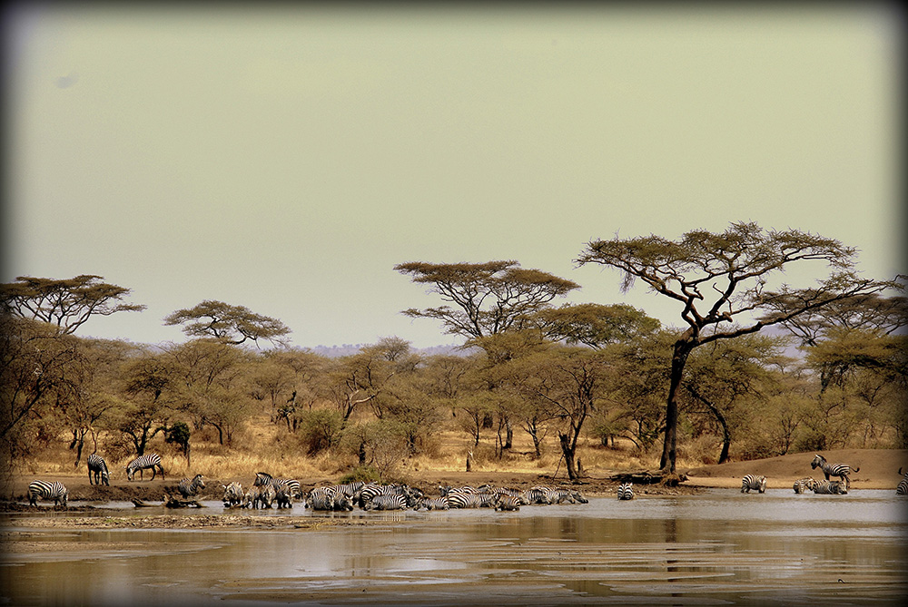 tournée de safari en serengeti