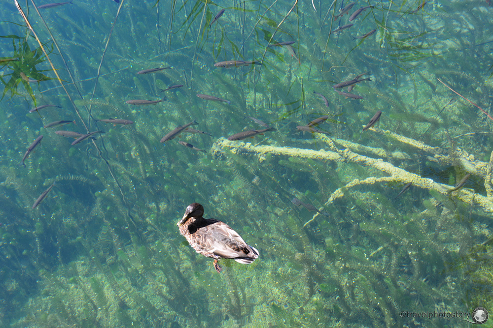 plitvice gölü ördek